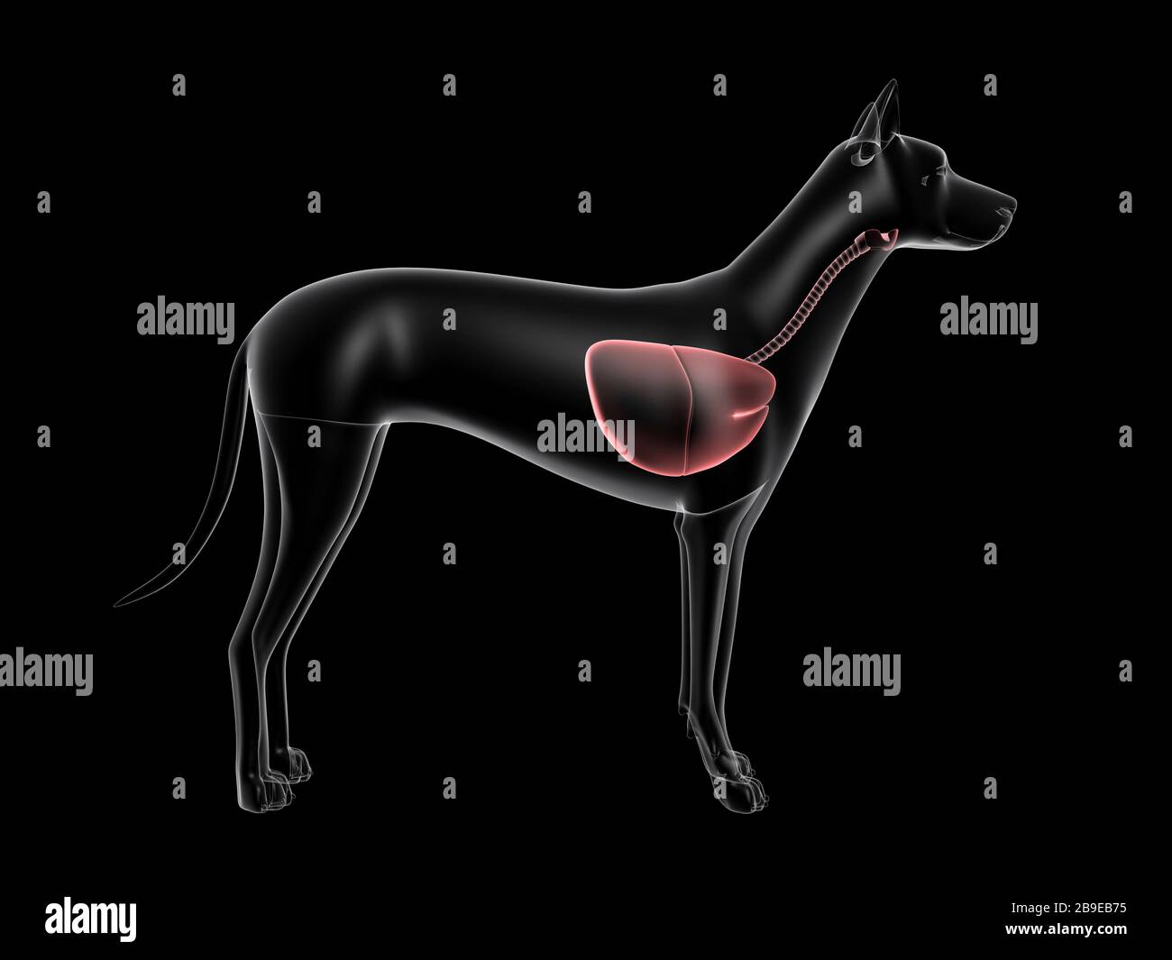Atemsystem eines Hundes, Röntgenansicht. Stockfoto