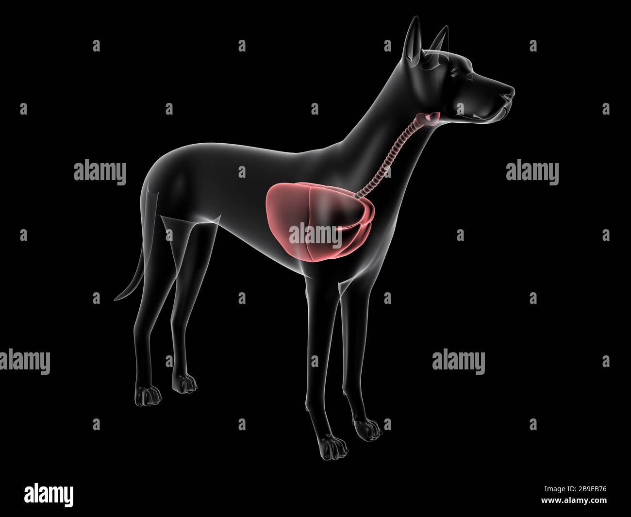Atemsystem eines Hundes, Röntgenansicht. Stockfoto