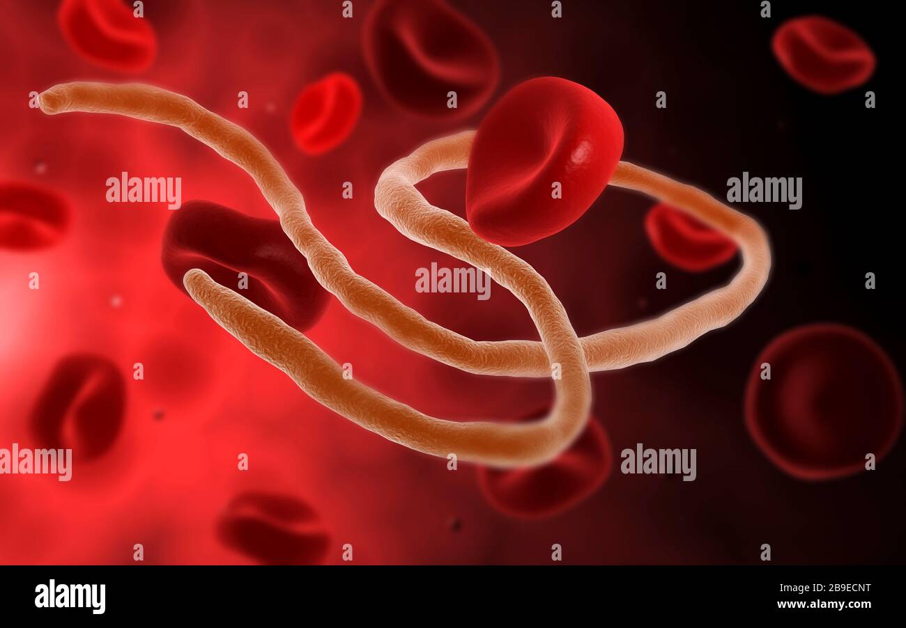 Konzeptionelles Bild des ebola-virus mit Blutzellen. Stockfoto
