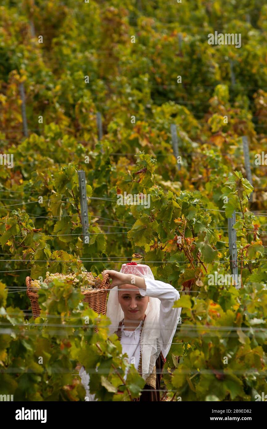 Junge Frauen, die traditionelle Tracht der östlichen Herzegowina tragen, pflücken in den Weinbergen in einem abgelegenen Gebiet im Süden Bosniens besonders hochwertige Trauben Stockfoto