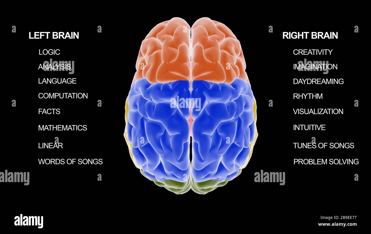 Medizinisches Diagramm, das zeigt, wie die linke Gehirnseite im Vergleich zur rechten Gehirnseite funktioniert. Stockfoto
