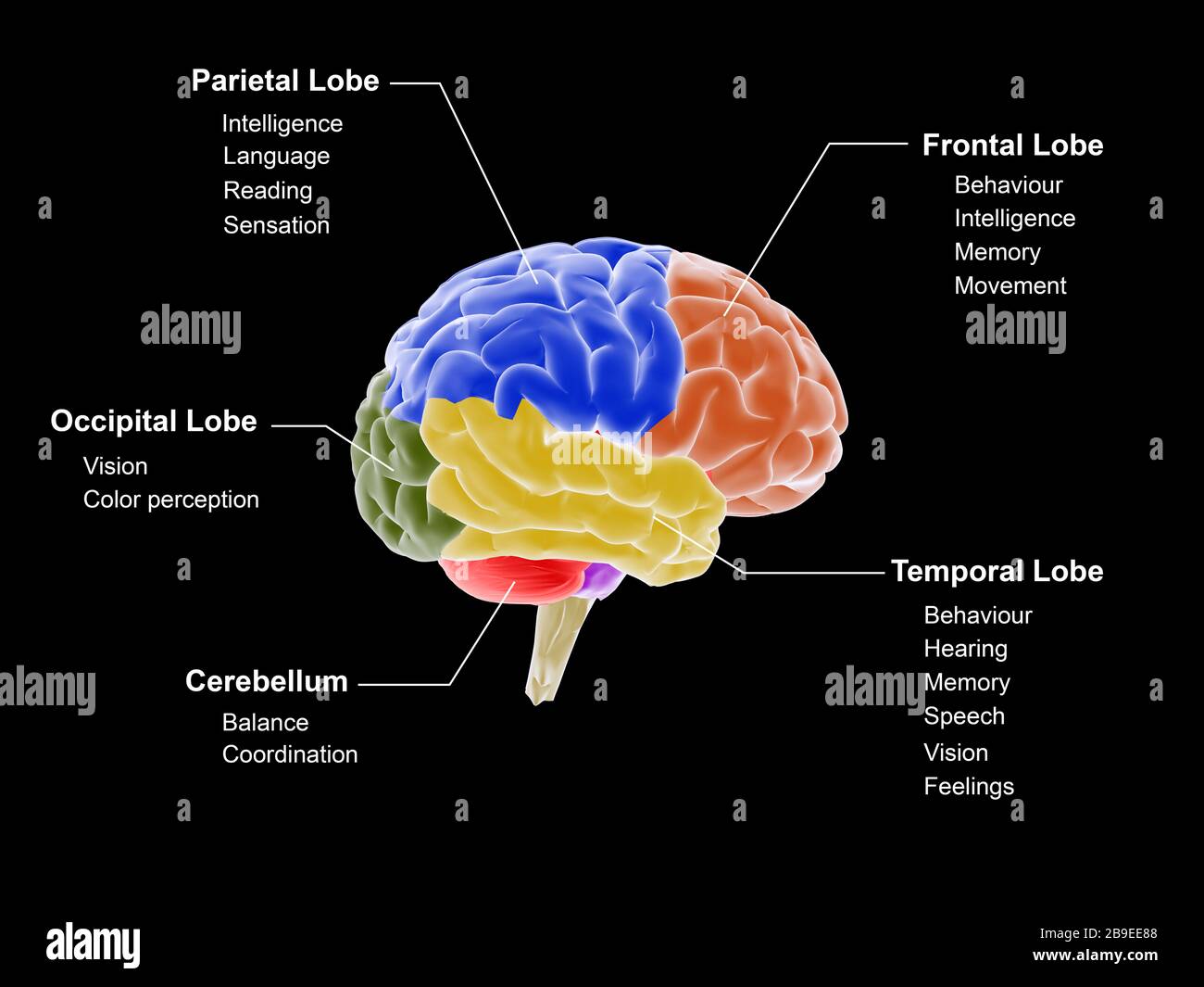Medizinische Darstellung, die die verschiedenen Hirnregionen und ihre Funktionen zeigt. Stockfoto
