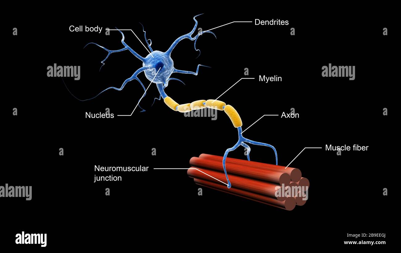 Medizinische Abbildung, die die Struktur eines Motoneurons zeigt. Stockfoto