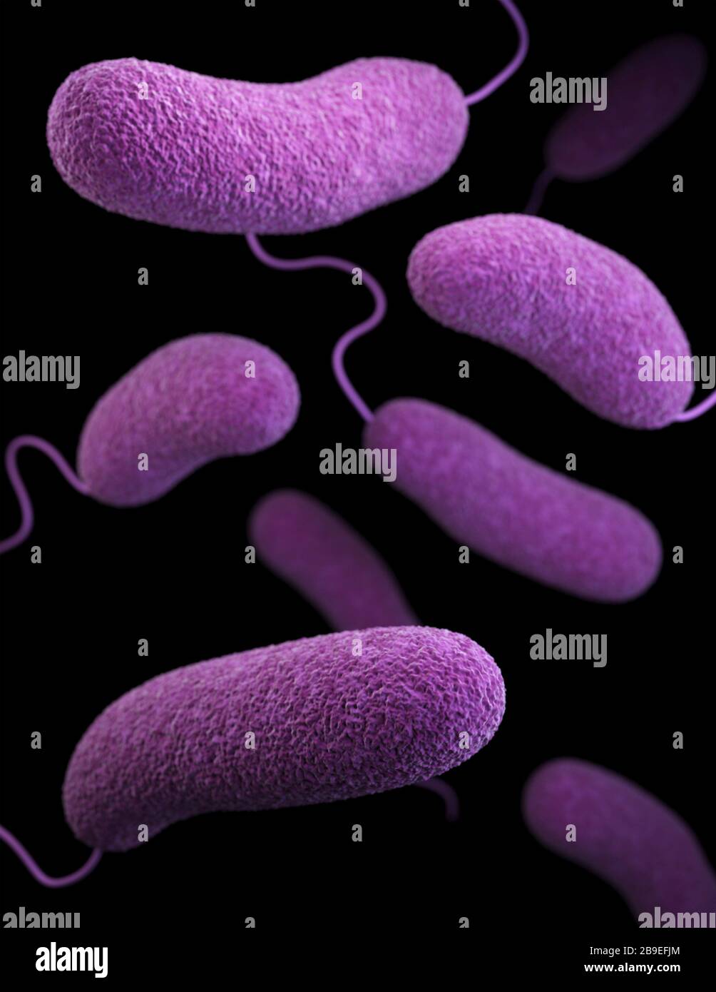 3D-Darstellung der Bakterien des Vibrio parahaemolyticus. Stockfoto