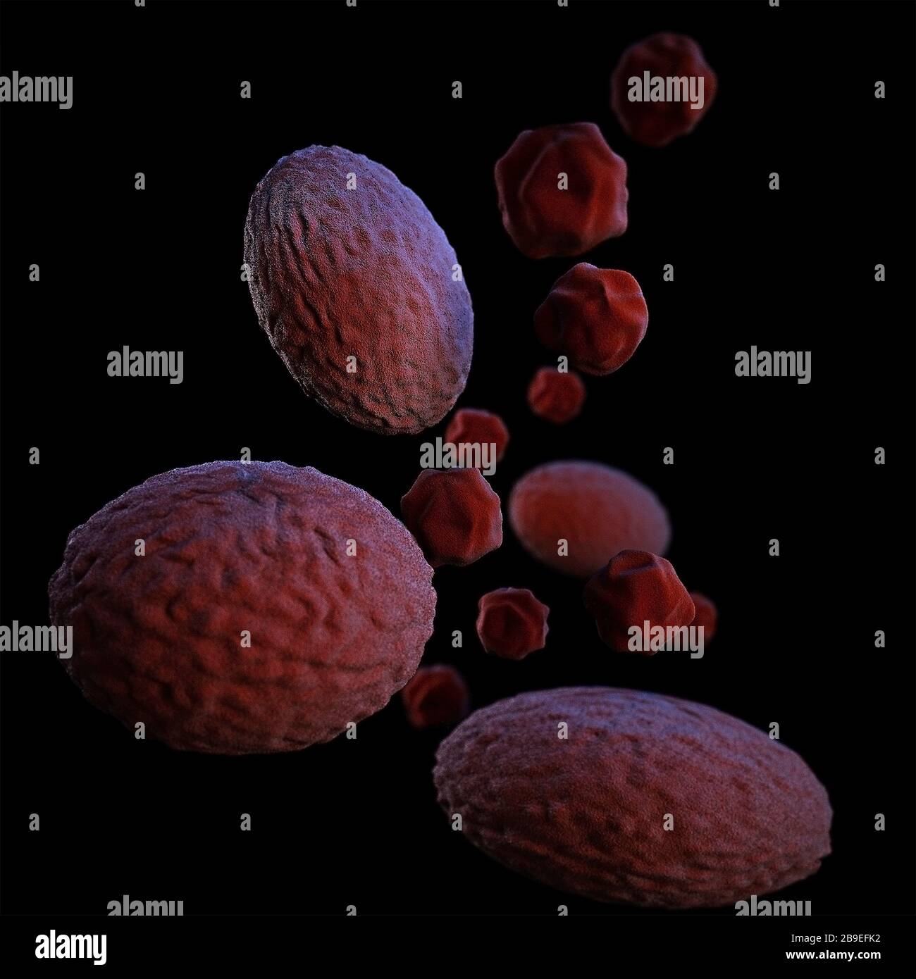 3D-Darstellung der Chlamydien-Psittaci-Bakterien. Stockfoto