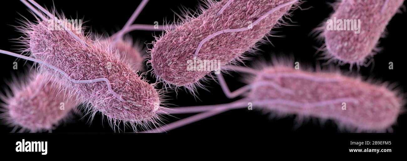 3D-Abbildung einer Reihe von Typhi-Bakterien des Salmonella-Serotyps. Stockfoto
