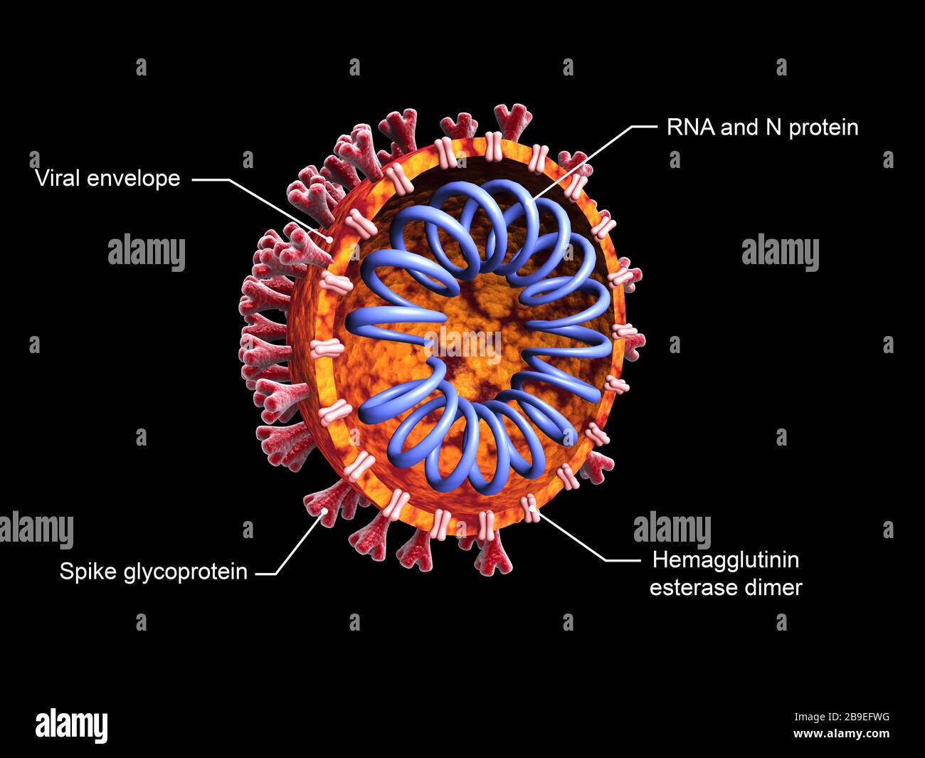 Querschnitt des COVID-19-Coronavirus mit Etiketten. Stockfoto