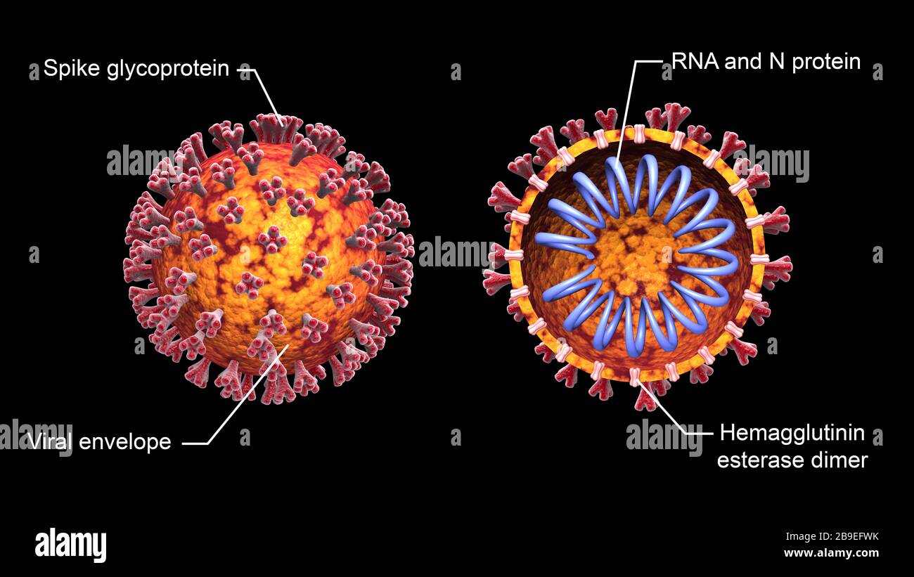 3D-Abbildung des COVID-19-Coronavirus mit Cutaway-Ansicht, beschriftet. Stockfoto