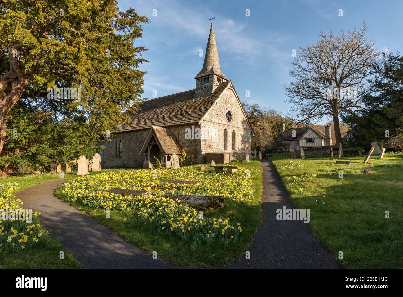 Im Frühjahr decken einheimische wilde walisische Narzissen (Narcissus pseudonarcissus) den Kirchhof der St Michael's Church im winzigen Grenzort Discoed ab Stockfoto