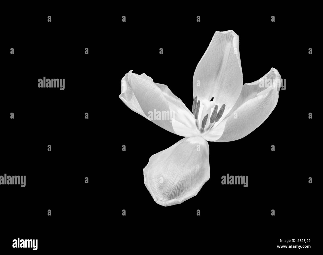 Monochrome weiße, weit offene Tulpenblütenmakro auf schwarzem Hintergrund Stockfoto