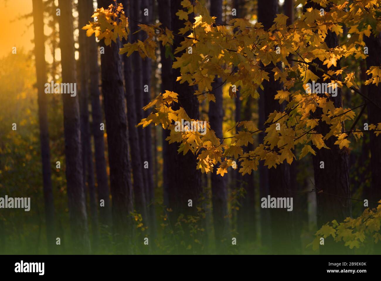 Natur Hintergrund.Herbst Landschaft.Herbst Szene.schöne Herbstpark mit bunten hellen Blättern und Bäumen.Schönheit Natur Szene.Foggy Wald.Fantasie. Stockfoto