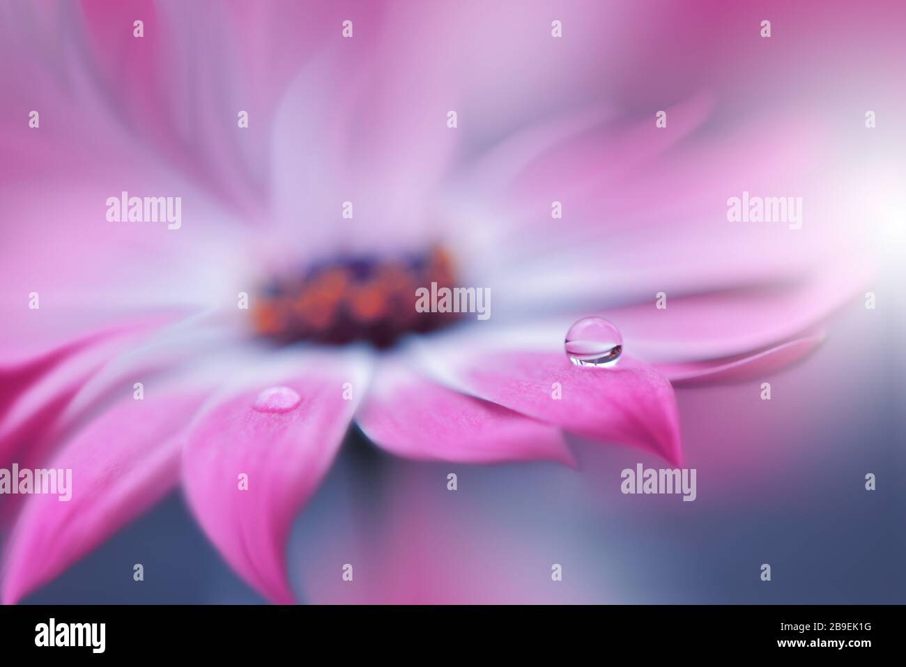 Wunderschöner Naturhintergrund.Blumendesign.Abstrakte Makrofotografie.Pink Daisy Flower.Violetter Hintergrund.Kreative Künstlerische Hintergrundbilder.Hochzeitskarte. Stockfoto