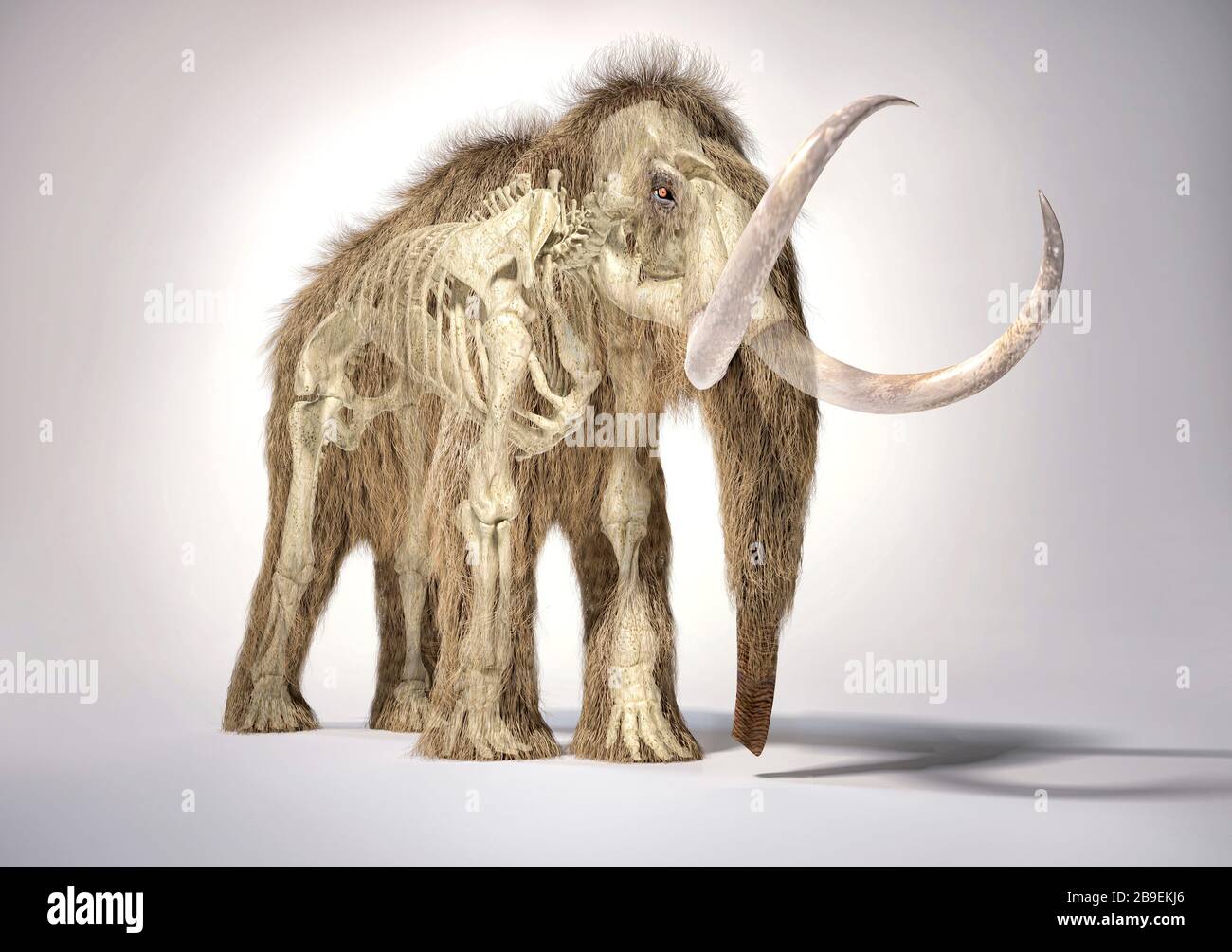 3D-Darstellung von Wollmammut mit Skelett in Geistereffekt. Stockfoto