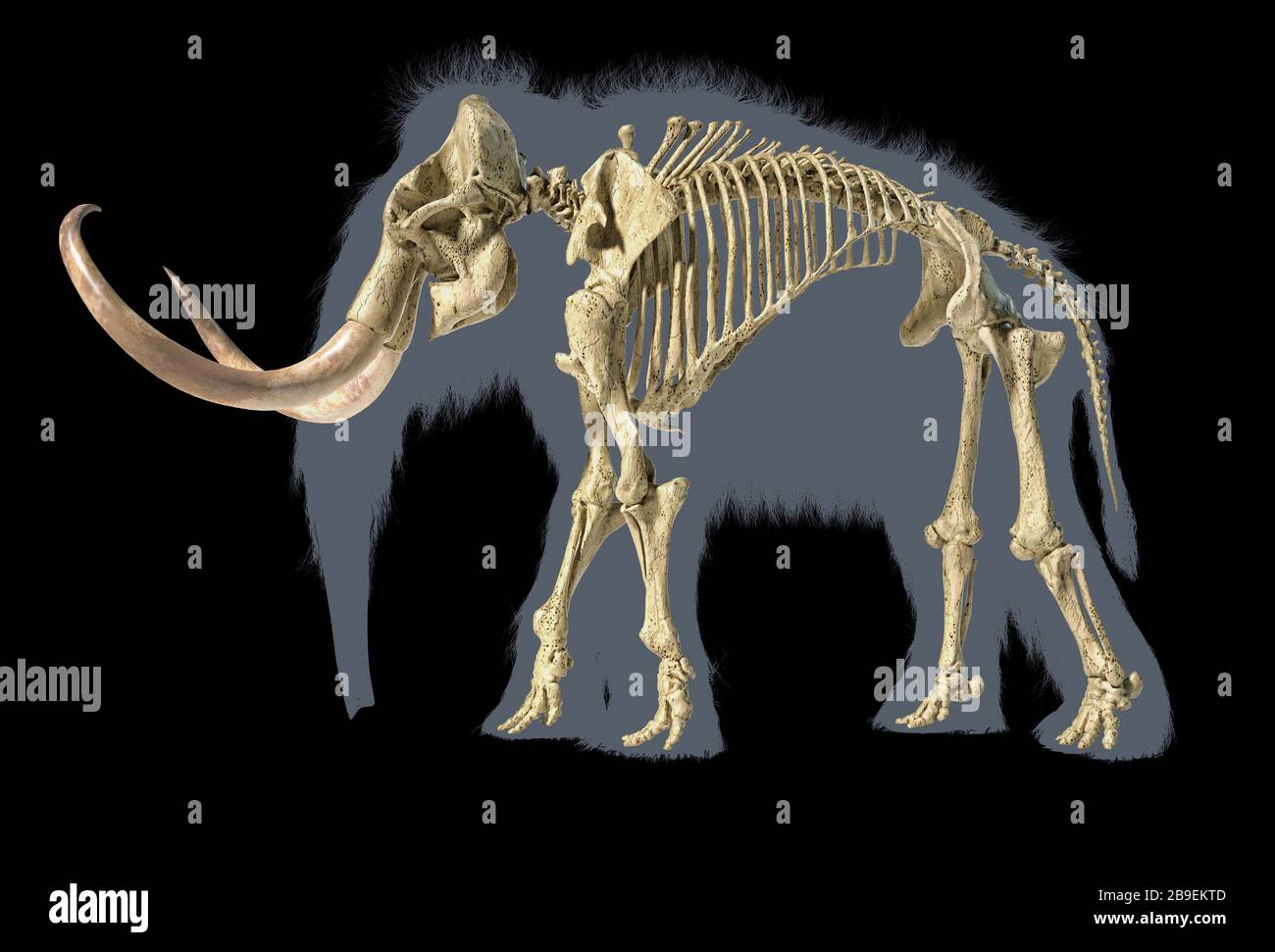 3D-Darstellung des wolligen Mammutskeletts mit grauer Silhouette. Stockfoto