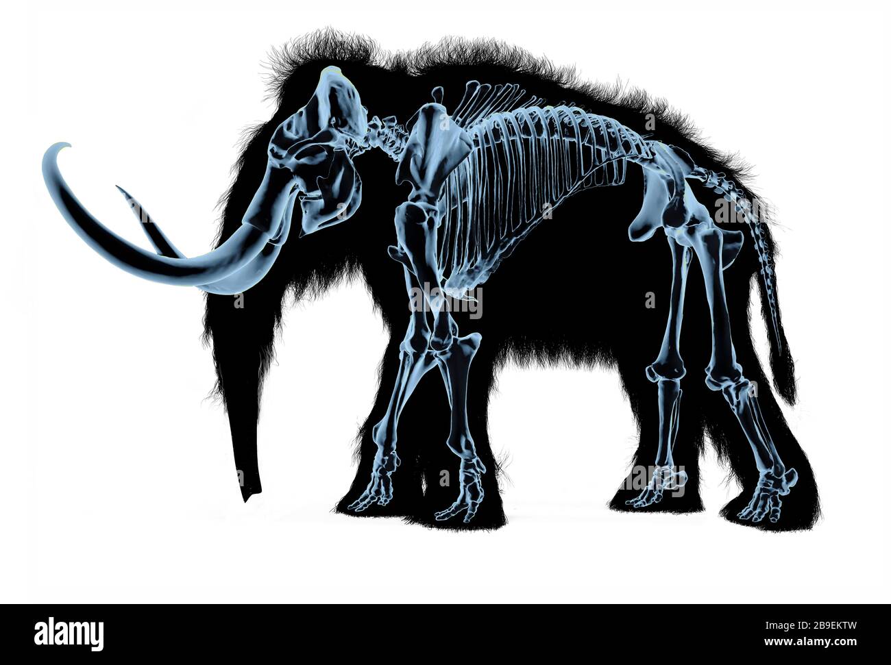 Wolliges Mammutskelett, Röntgeneffekt auf weißem Hintergrund. Stockfoto