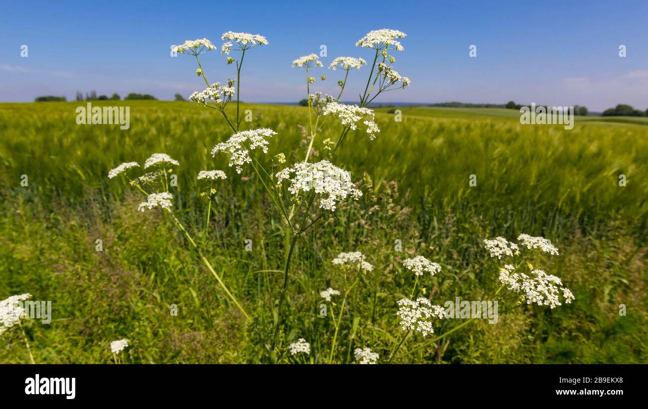 Pfeil- und Getreidefeld im Sommer, lüneburgische Heide, Norddeutschland. Stockfoto