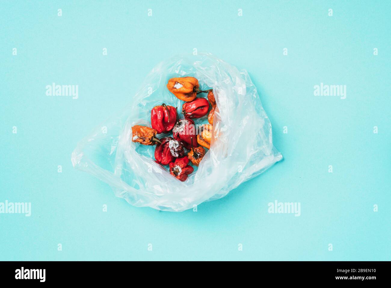 Schimmelige und zerknitterte Paprika in Plastiktüte auf blauem Hintergrund. Das Konzept des ungesunden, zersetzlichen und verdorbenen Gemüses. Mülleimer verfaulen Lebensmittel. An Stockfoto