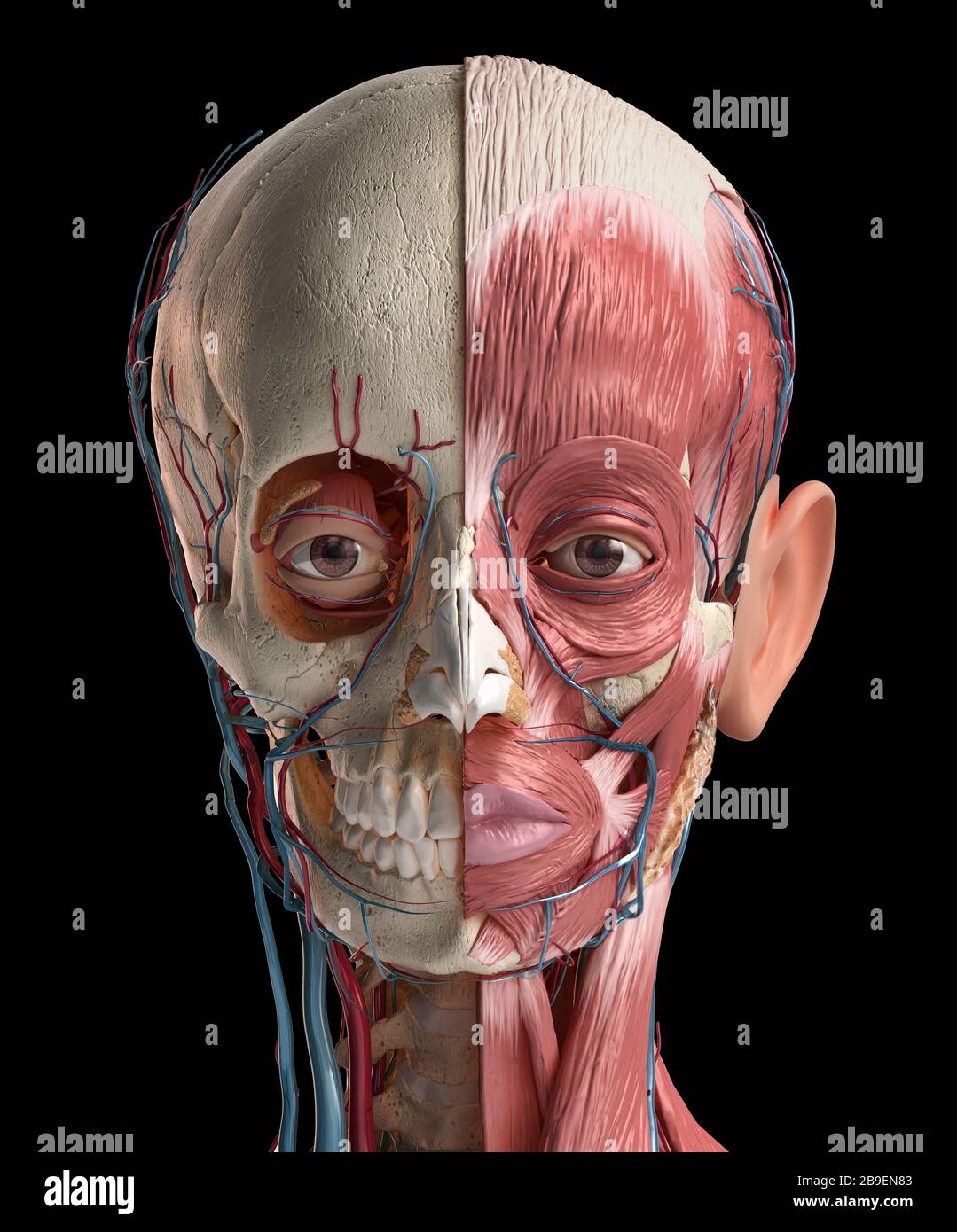 Menschliche Kopfanatomie von Schädel, Gesichtsmuskeln, Venen und Arterien, schwarzer Hintergrund. Stockfoto
