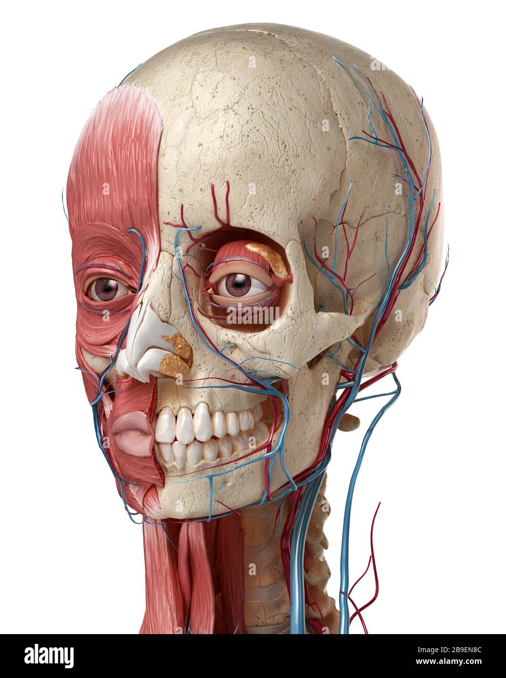 Menschliche Anatomie des Kopfes mit Schädel, Augenbirnen, Blutgefäßen und Muskeln, weißer Hintergrund. Stockfoto