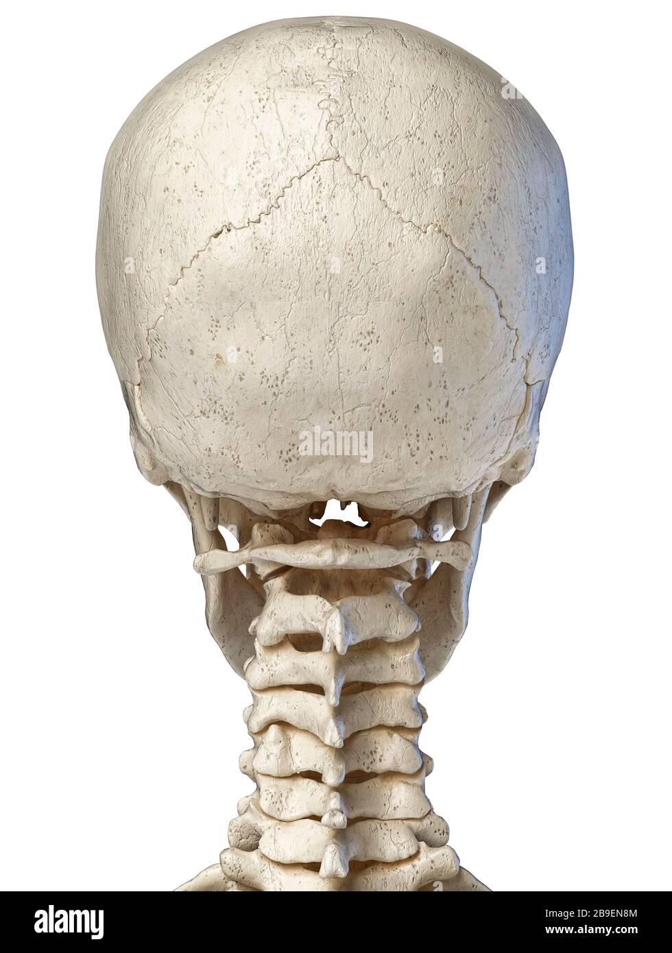 3D-Darstellung der menschlichen Schädelanatomie, Rückansicht auf weißem Hintergrund Stockfoto