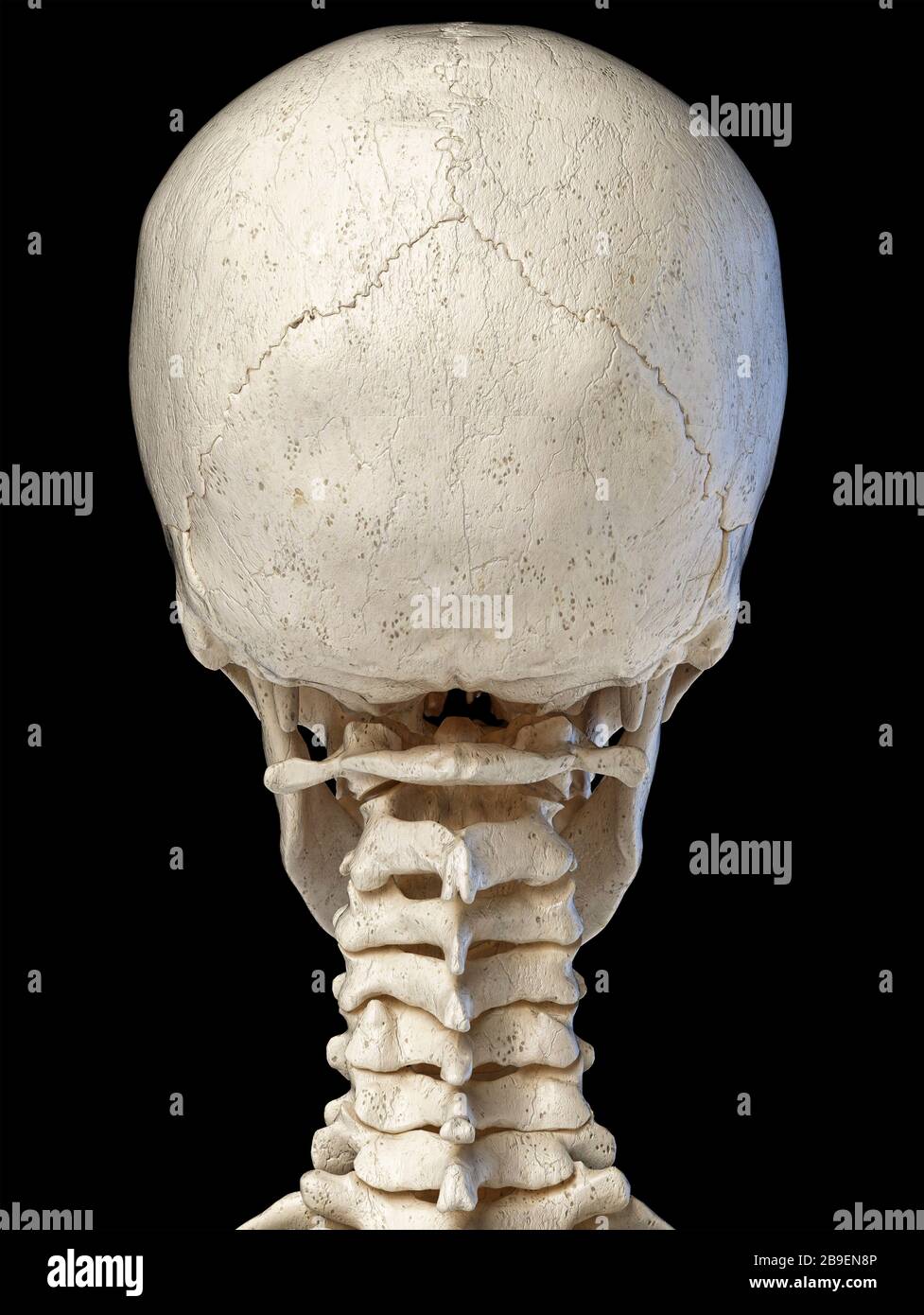 3D-Darstellung der menschlichen Schädelanatomie, Rückansicht auf schwarzem Hintergrund Stockfoto