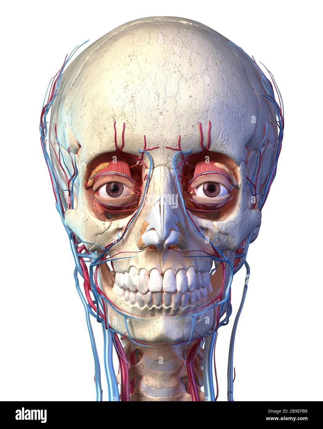 Vorderansicht des menschlichen Schädels mit Augen, Venen und Arterien auf weißem Hintergrund. Stockfoto