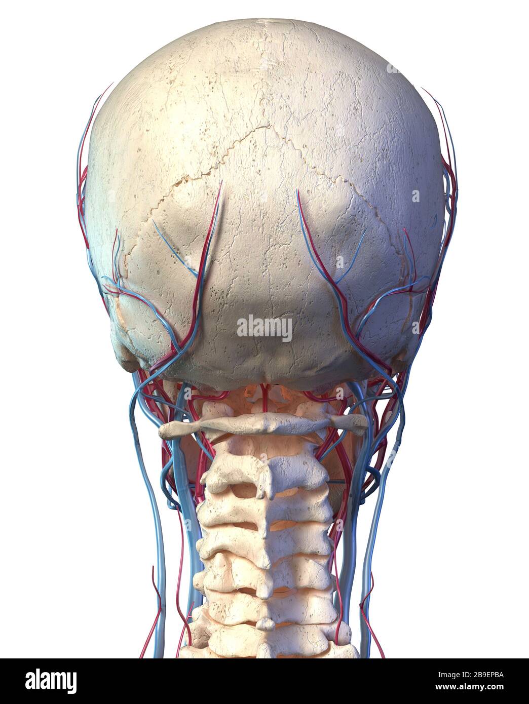 Rückansicht des menschlichen Schädels mit Venen und Arterien, weißer Hintergrund. Stockfoto
