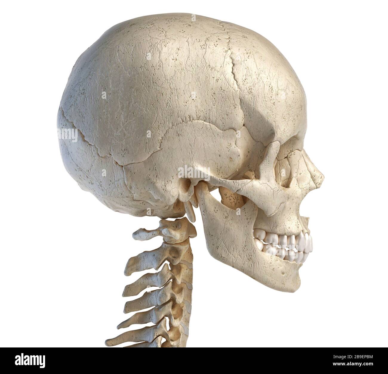 3D-Darstellung des menschlichen Schädels, Seitenansicht auf weißem Hintergrund. Stockfoto
