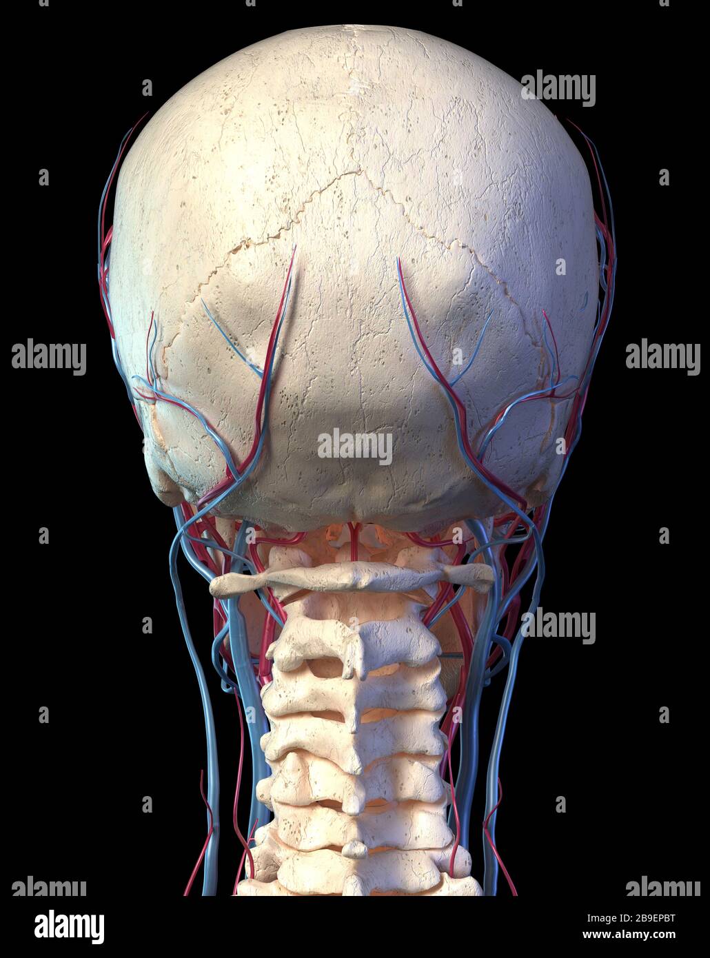 Rückansicht des menschlichen Schädels mit Venen und Arterien, schwarzer Hintergrund. Stockfoto
