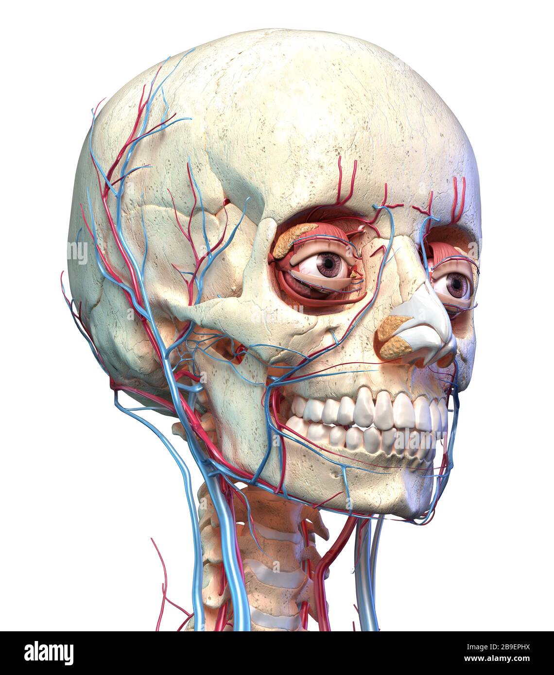 Vorderansicht des menschlichen Schädels mit Augen, Venen und Arterien auf weißem Hintergrund. Stockfoto