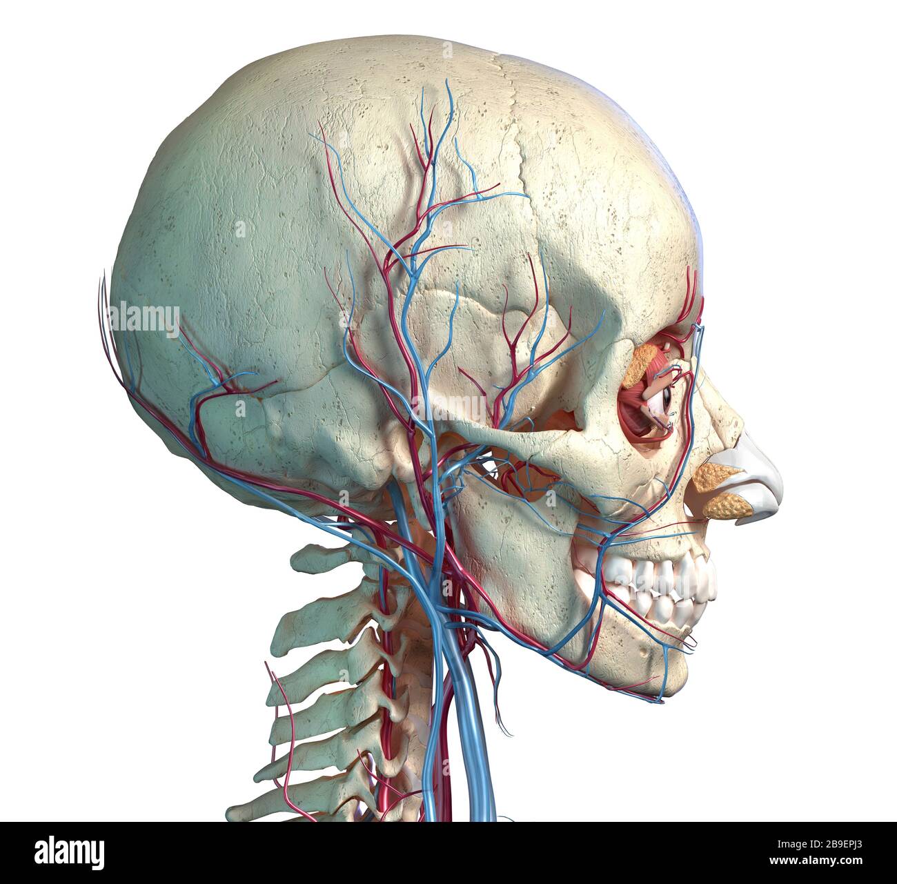 Gefäßsystem des menschlichen Kopfes, Seitenansicht auf weißem Hintergrund. Stockfoto
