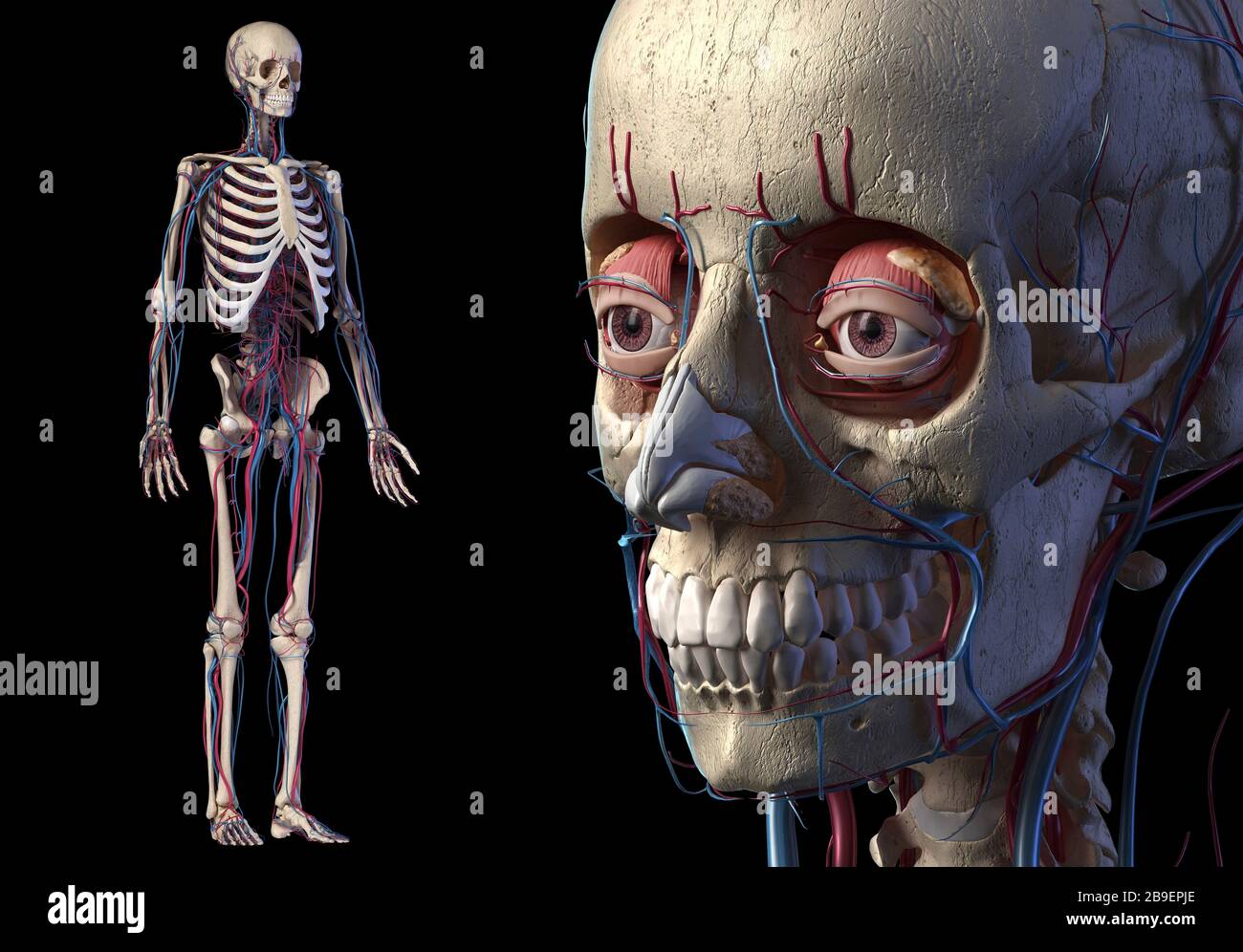 Nahaufnahme des menschlichen Schädels mit vollständigen Skelett- und kardiovaskulären Systemen. Stockfoto