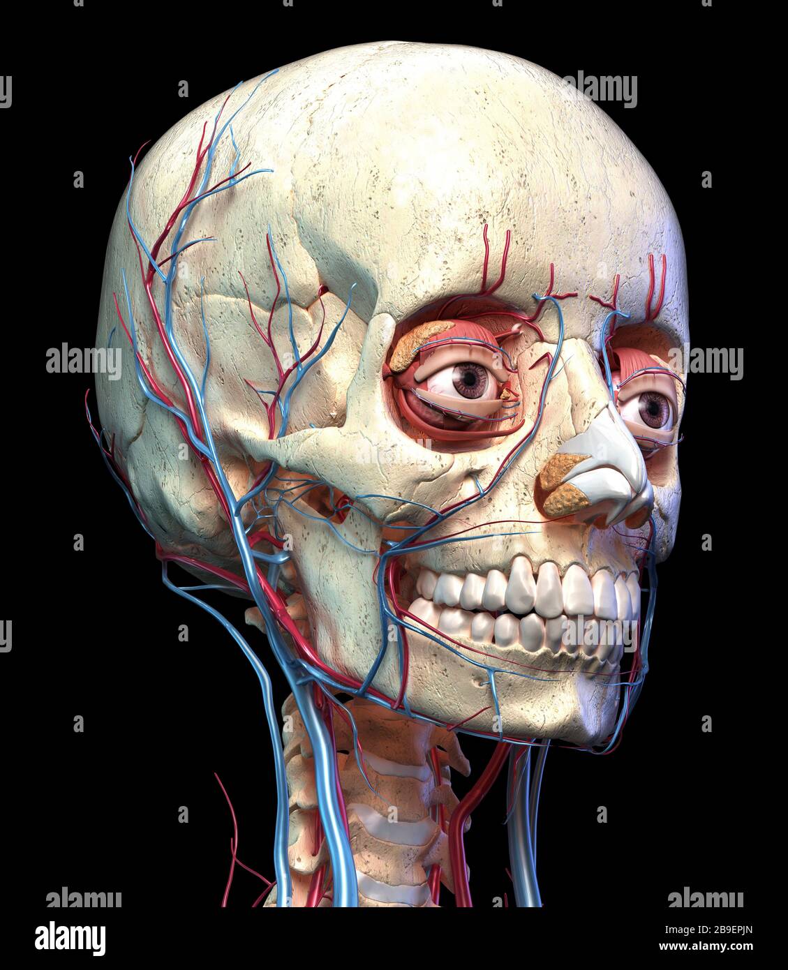 Vorderansicht des menschlichen Schädels mit Augen, Venen und Arterien auf schwarzem Hintergrund. Stockfoto