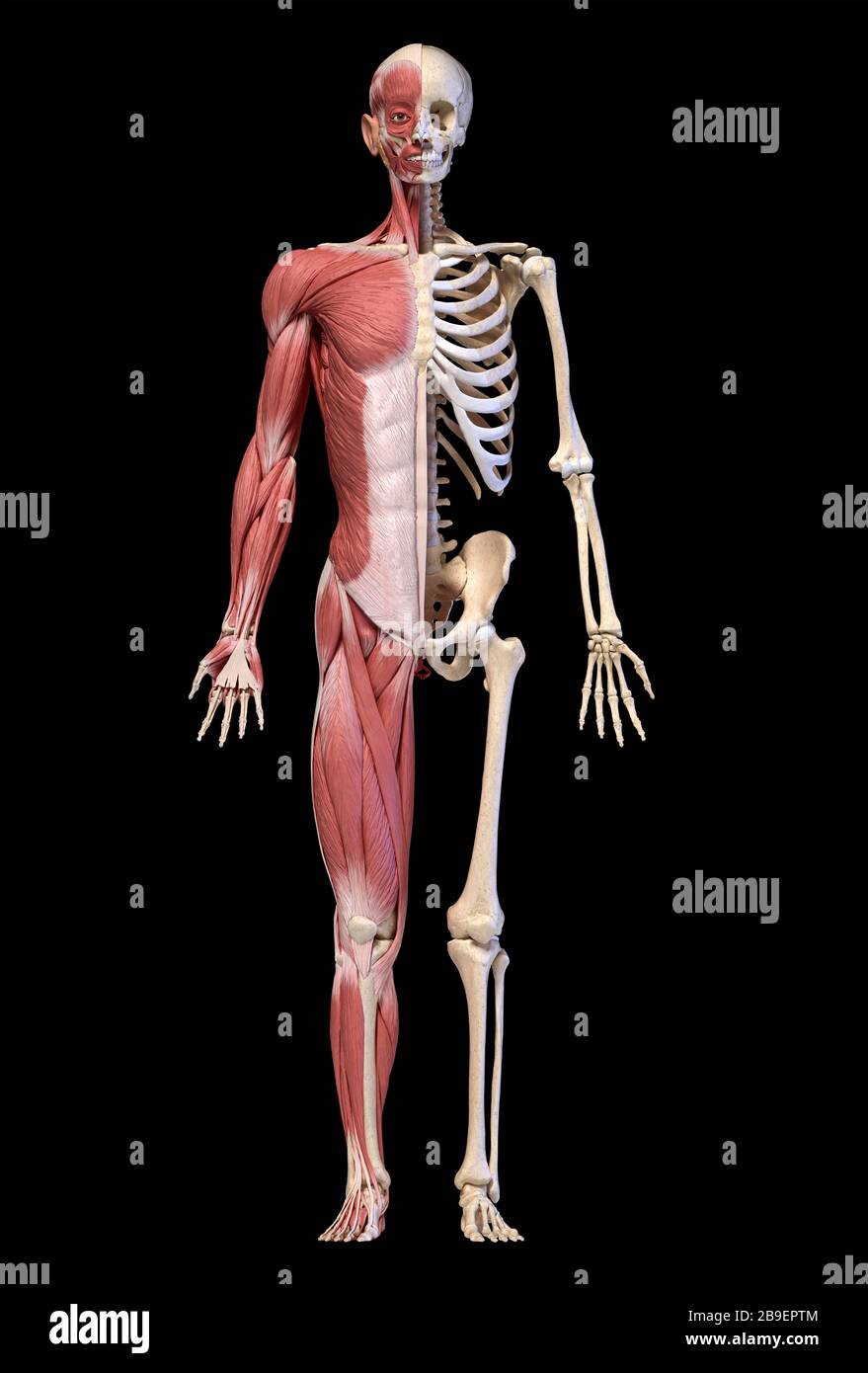 Anatomie der menschlichen männlichen Muskel- und Skelettsysteme, Vorderansicht, schwarzer Hintergrund. Stockfoto