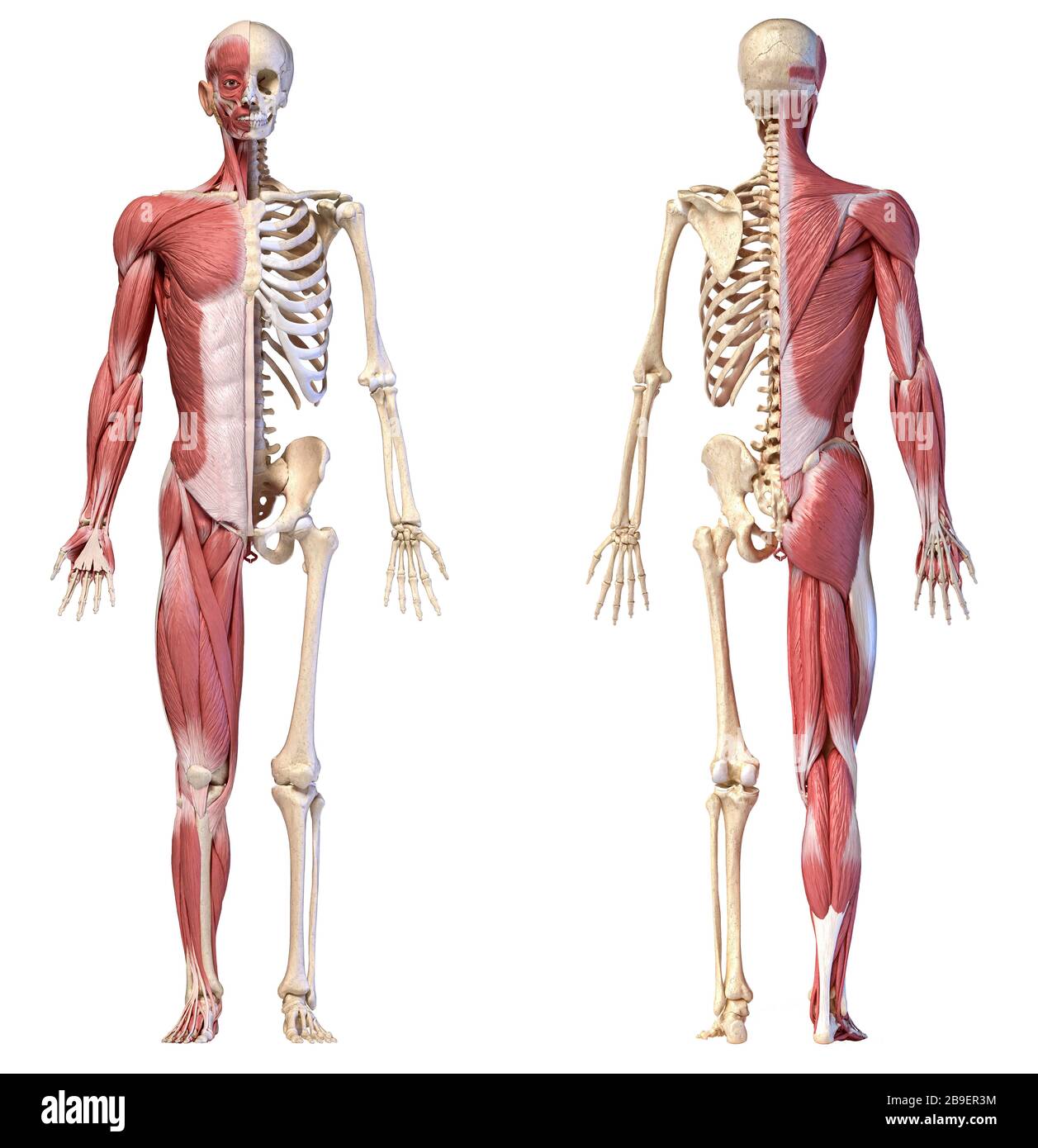 Anatomie der menschlichen männlichen Muskel- und Skelettsysteme, Vorder- und Rückansicht auf weißem Hintergrund. Stockfoto