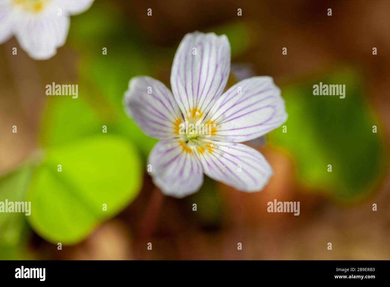 Oxalis acetosella (Holzsorrel oder gewöhnlicher Holzsorrel) Stockfoto