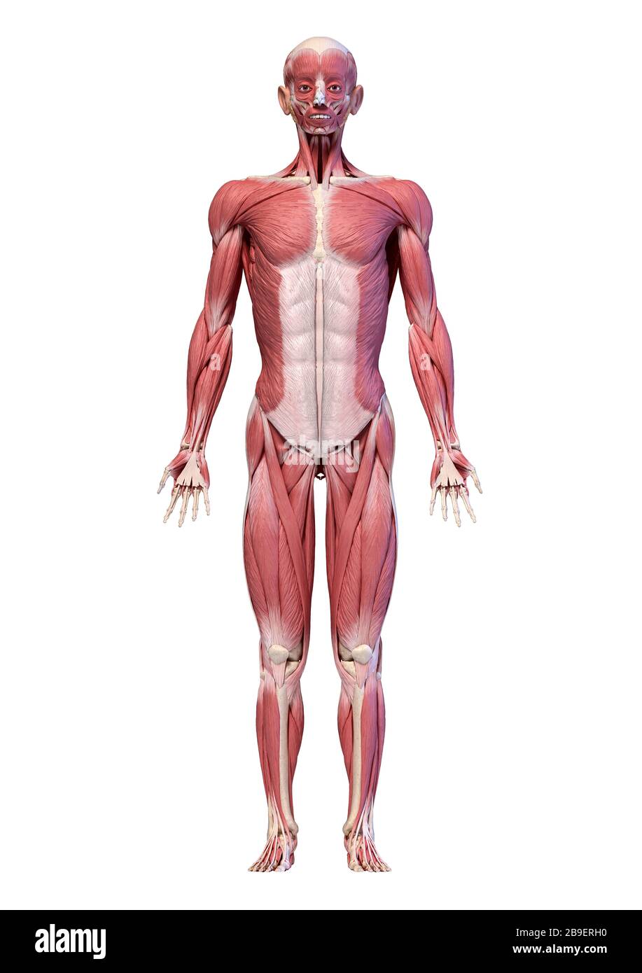 Vollkörperliches männliches Muskelsystem, Vorderansicht, weißer Hintergrund. Stockfoto