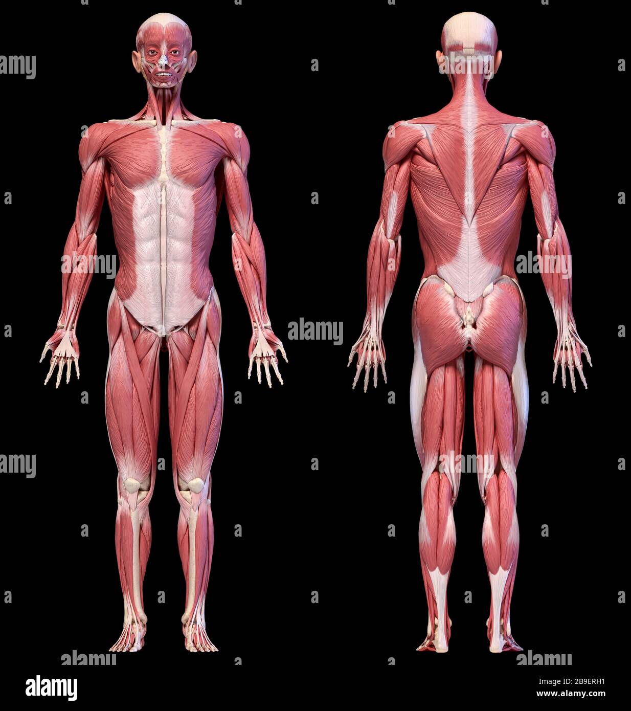 Ganzkörperansichten von männlichen Muskelsystemen auf schwarzem Hintergrund. Stockfoto