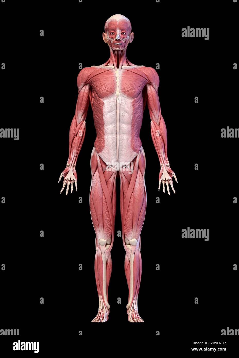 Vollkörperliches männliches Muskelsystem, Vorderansicht, schwarzer Hintergrund. Stockfoto