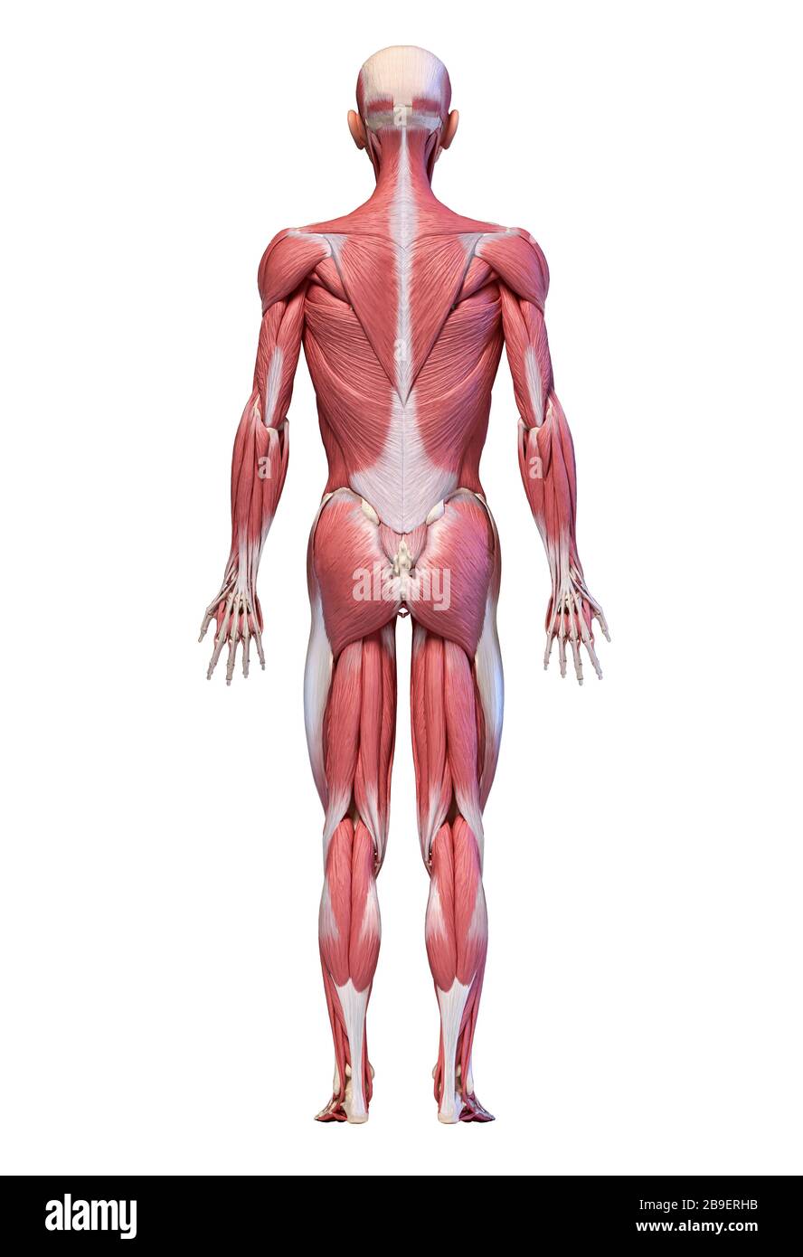 Vollfiguriges männliches Muskelsystem, Rückansicht auf weißem Hintergrund. Stockfoto