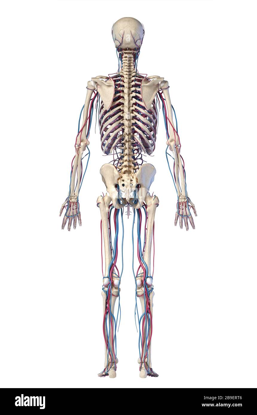 Rückansicht des gesamten menschlichen Skelettsystems mit Venen und Arterien auf weißem Hintergrund. Stockfoto