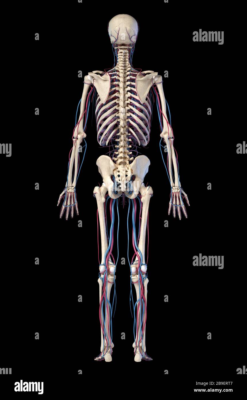 Rückansicht des gesamten menschlichen Skelettsystems mit Venen und Arterien auf schwarzem Hintergrund. Stockfoto