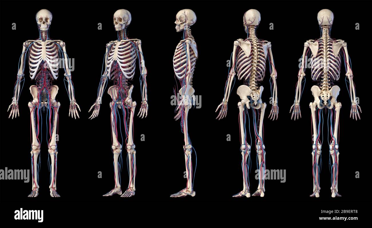 Verschiedene Perspektiven von menschlichen Skelett- und kardiovaskulären Systemen auf schwarzem Hintergrund. Stockfoto