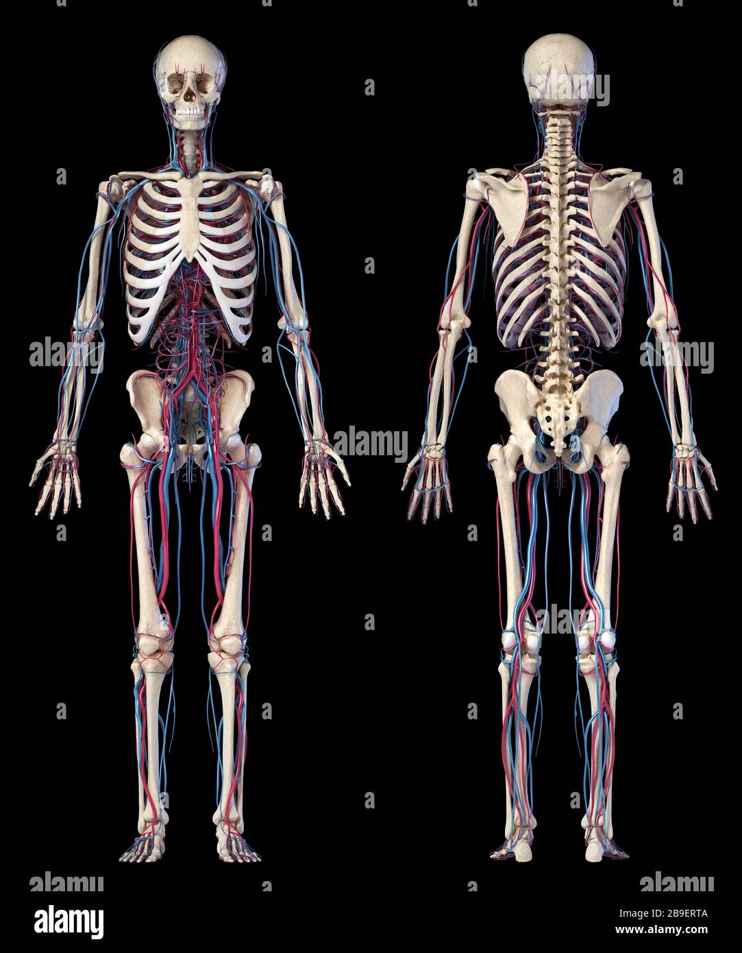 Anatomie des menschlichen Skeletts mit Venen und Arterien auf schwarzem Hintergrund. Stockfoto