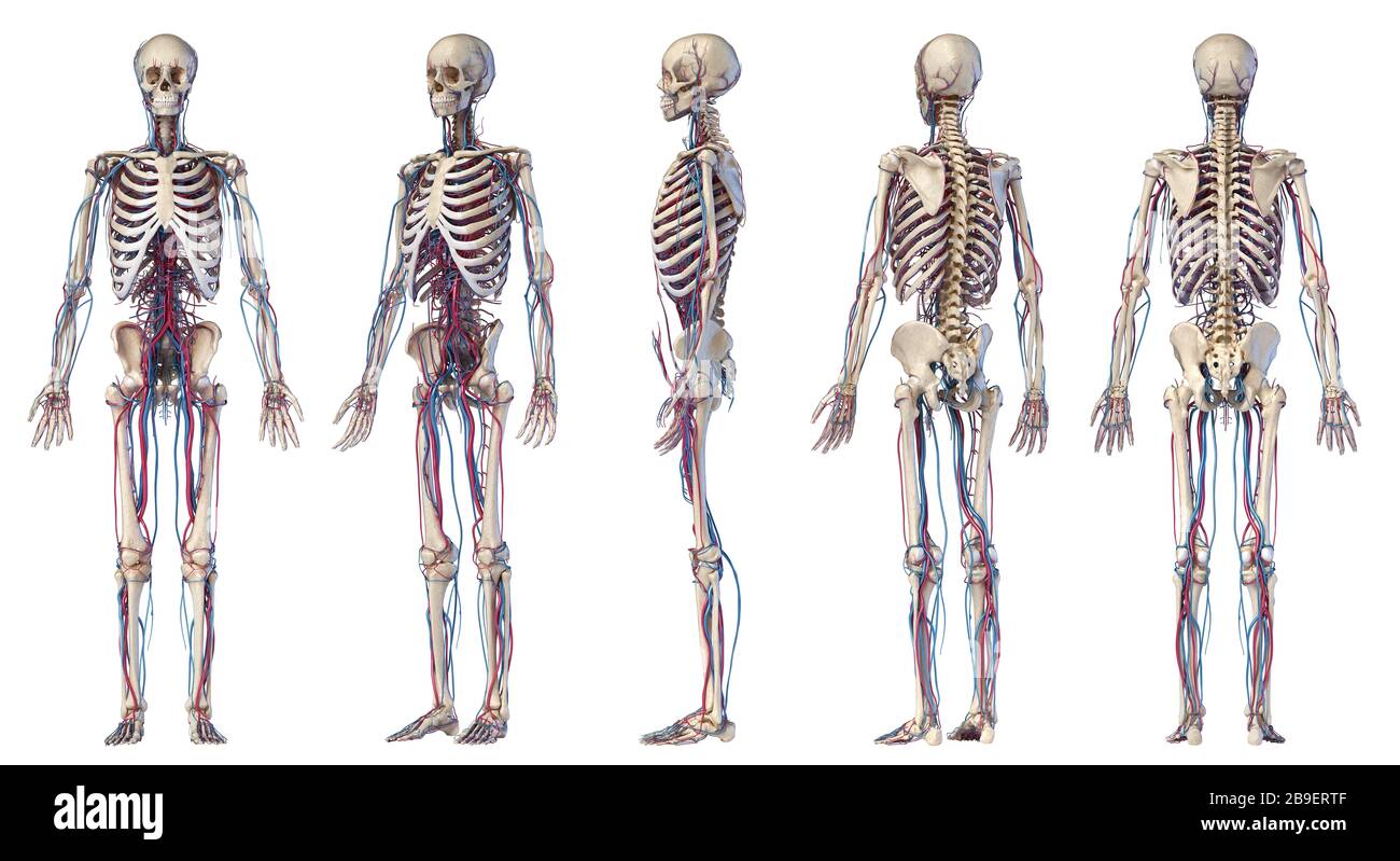 Verschiedene Perspektiven von menschlichen Skelett- und kardiovaskulären Systemen auf weißem Hintergrund. Stockfoto