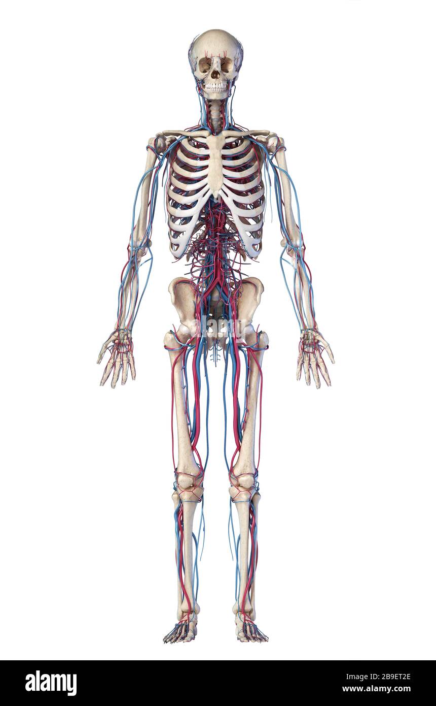 Anatomie des menschlichen Skeletts mit Venen und Arterien. Vorderansicht auf schwarzem Hintergrund. Stockfoto