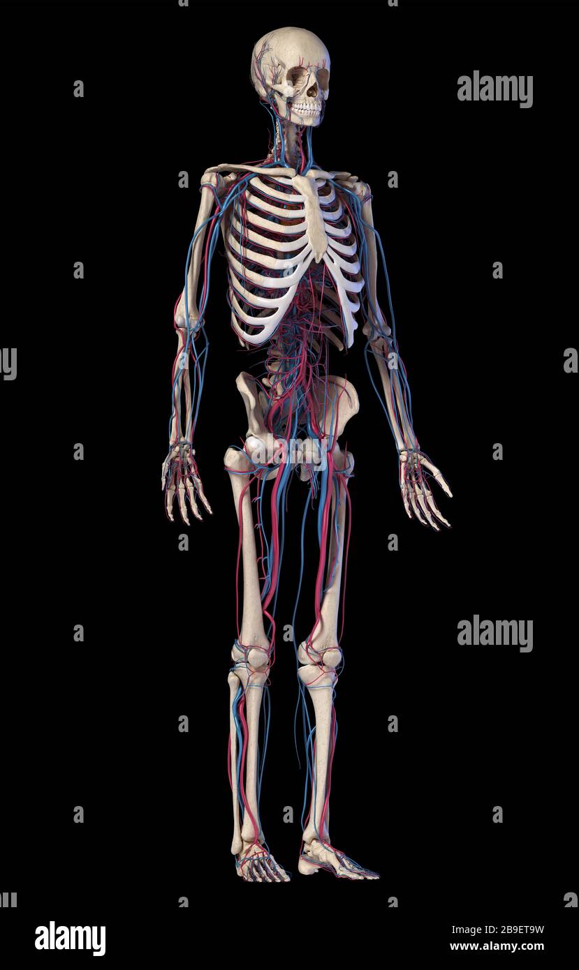Menschliches Skelett mit Venen und Arterien. Vorderperspektive auf schwarzem Hintergrund. Stockfoto