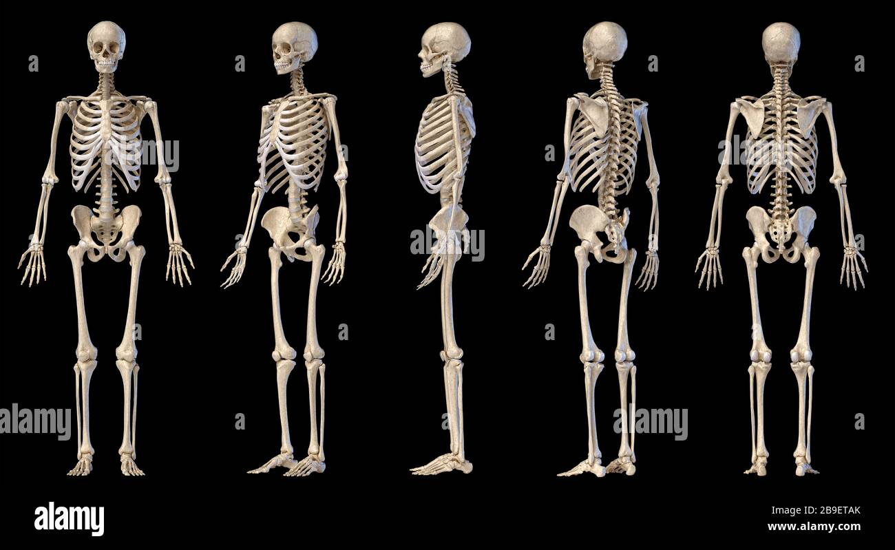 3D-Darstellung des männlichen Skeletts, mehrere Winkel auf schwarzem Hintergrund. Stockfoto