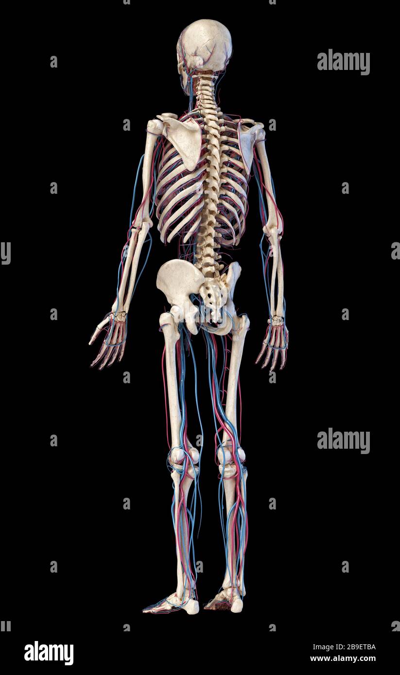 Menschliches Skelett mit Venen und Arterien. Rückansicht auf schwarzem Hintergrund. Stockfoto