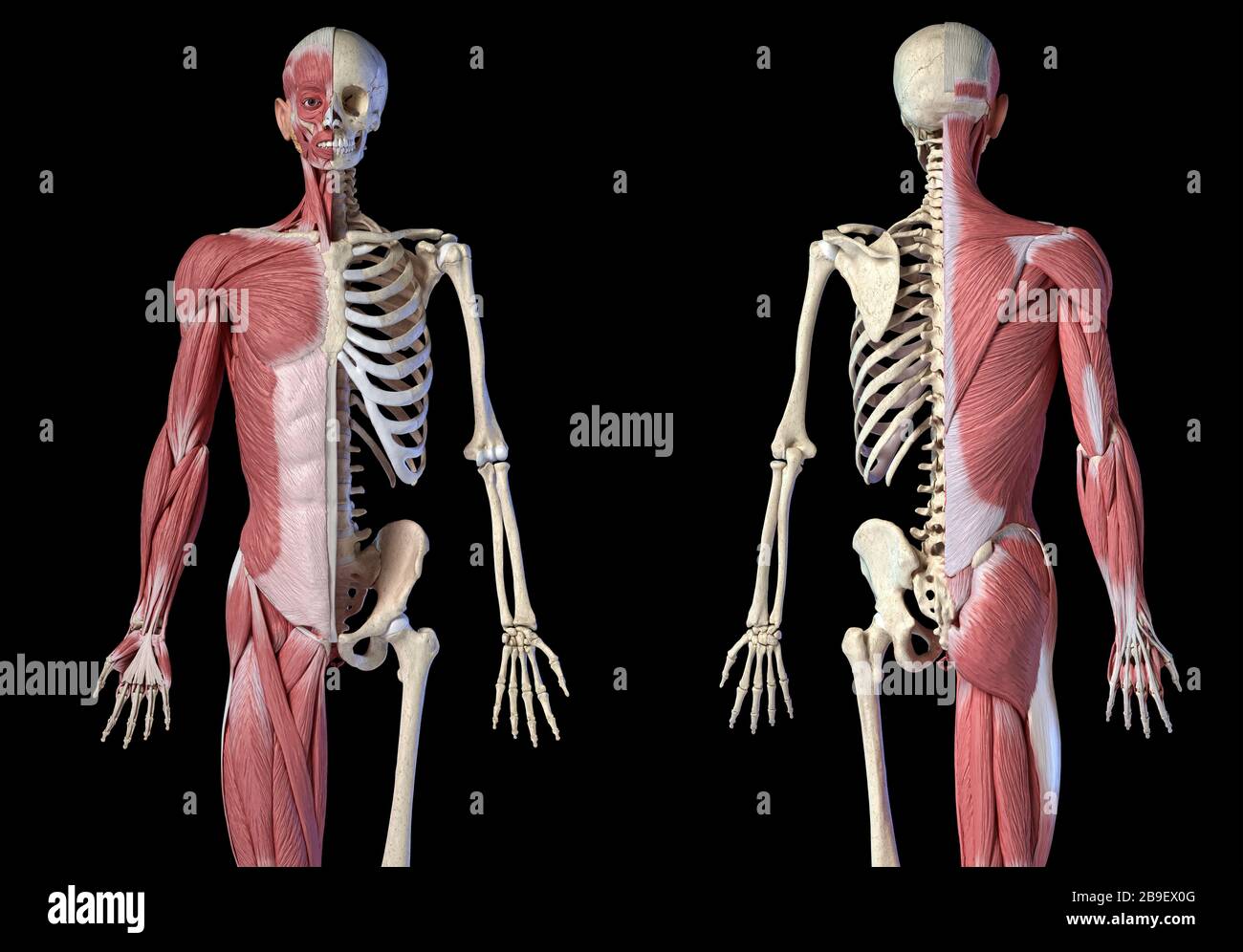 Oberkörper männliche Anatomie von Muskel- und Skelettsystemen, schwarzer Hintergrund. Stockfoto